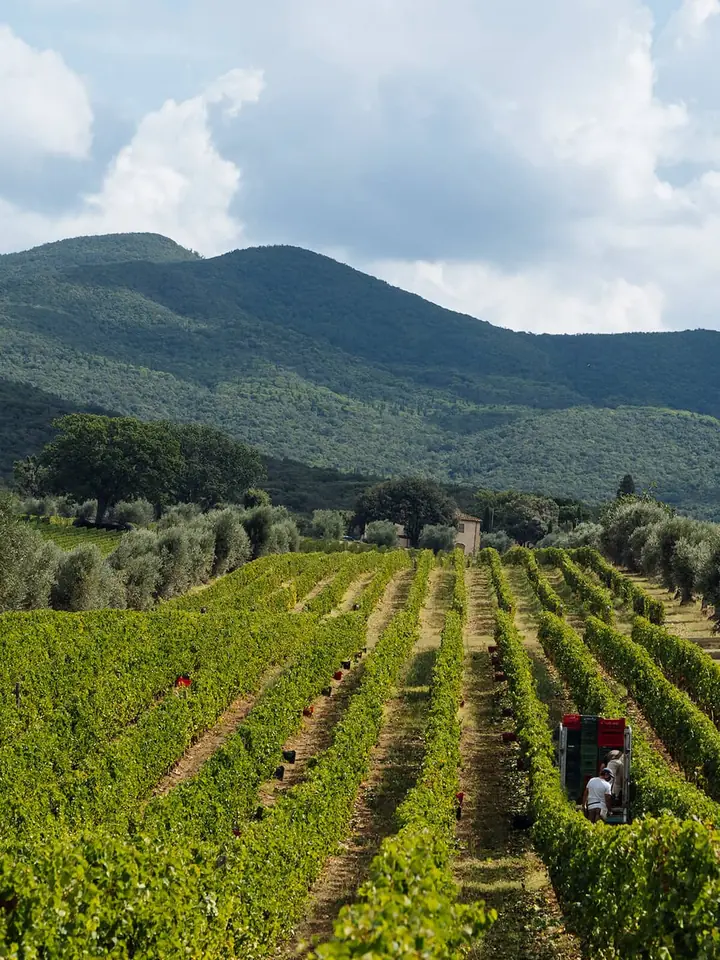 Ornellaia winery — Tuscany — Dionysus