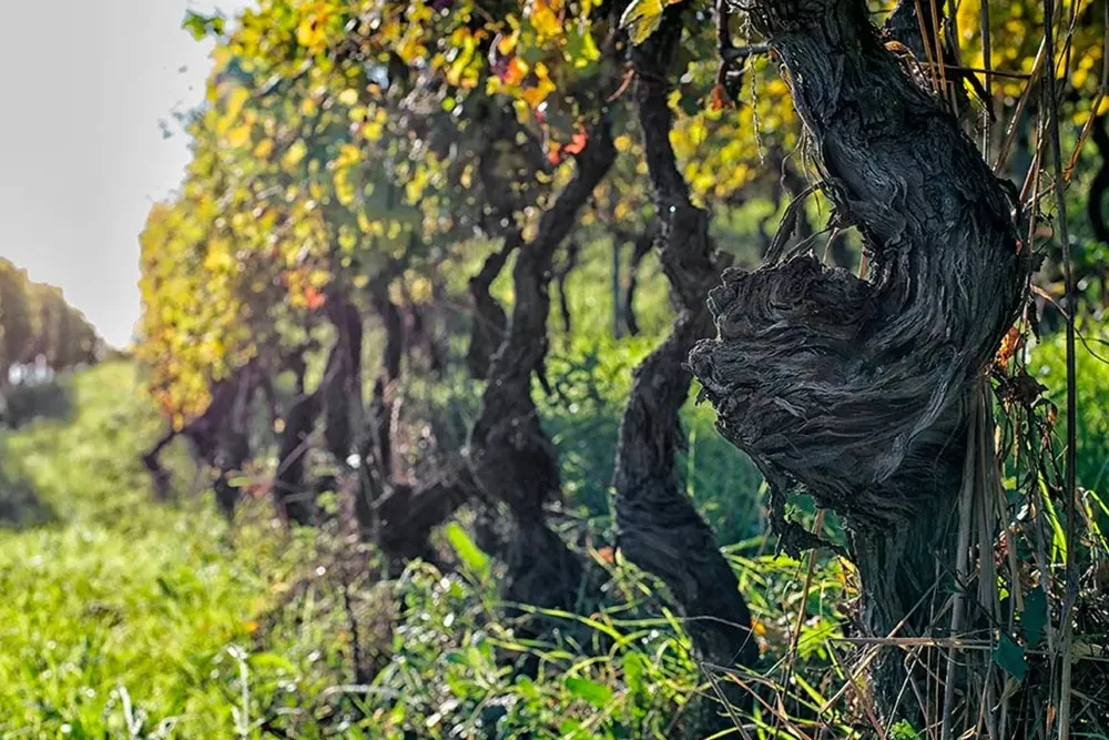 Roagna winery — Piedmont — Dionysus