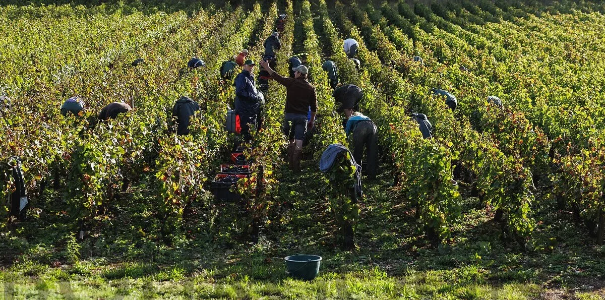 Grape harvesting in a Burgundy vineyard